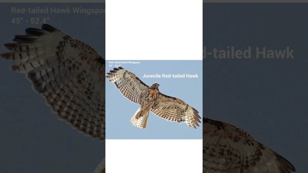 Identifying Hawks in Flight