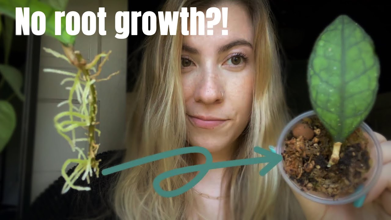 Potting up RARE Hoya from my Hoya terrarium (fail😭) growth update & my experience rooting rare hoya
