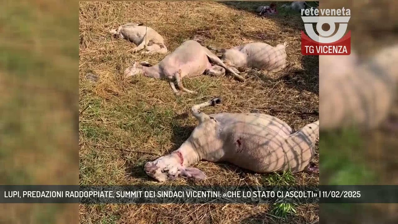 LUPI, PREDAZIONI RADDOPPIATE, SUMMIT DEI SINDACI VICENTINI: &laquo;CHE LO STATO CI ASCOLTI&raquo; | 11/02/2025