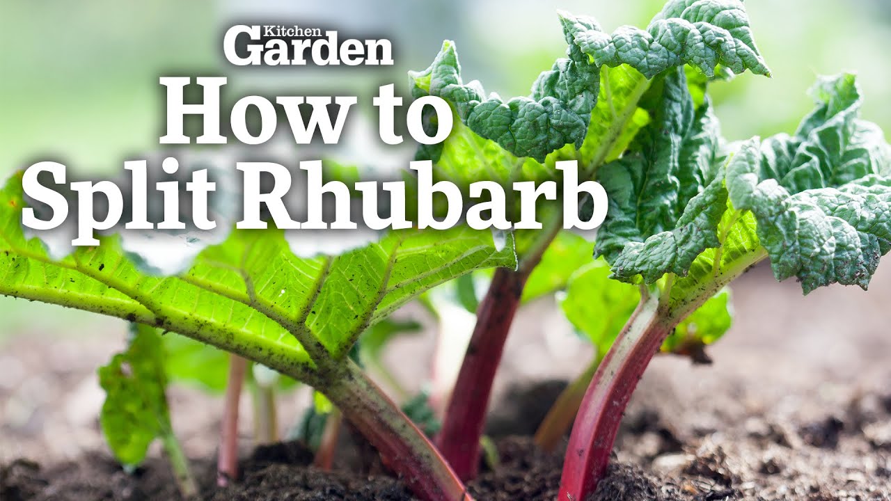 Разделение ревеня | Руководство | Журнал Kitchen Garden |