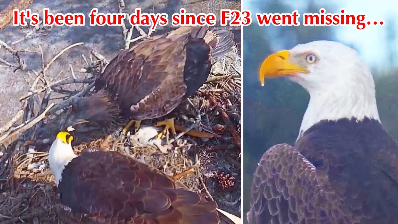 #284🦅E26🐥74°／SWFL Bald Eagle Nest 2025-2026／F23💗M15／Powerd by Southwest Florida Eagle Cam