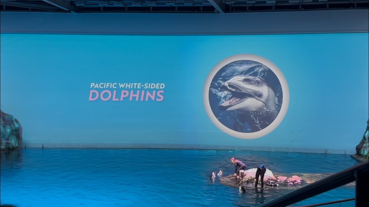 The Shedd Aquarium-Pacific White-Sided Dolphin Show