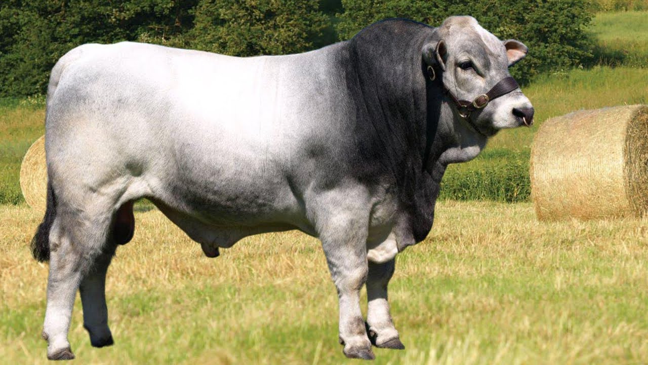 Romagnola Cattle | Highly Adaptable Beef
