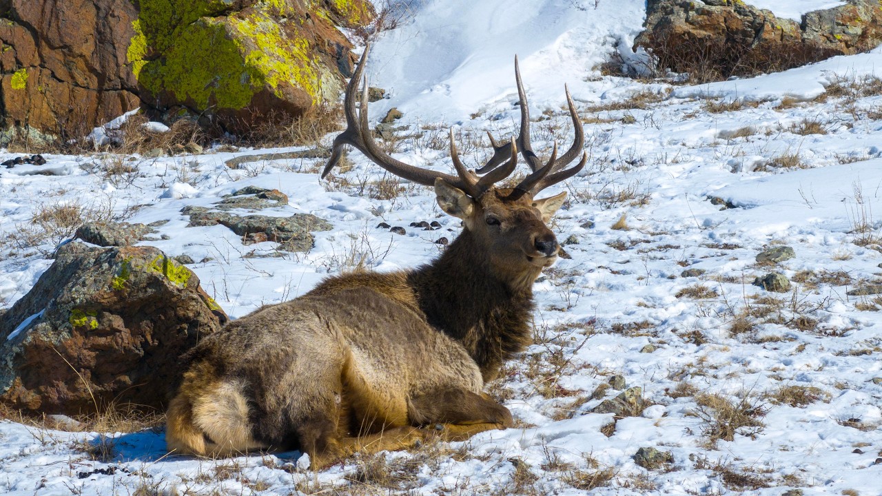 Herd of Deer in the Mountains | First Day of the New Month