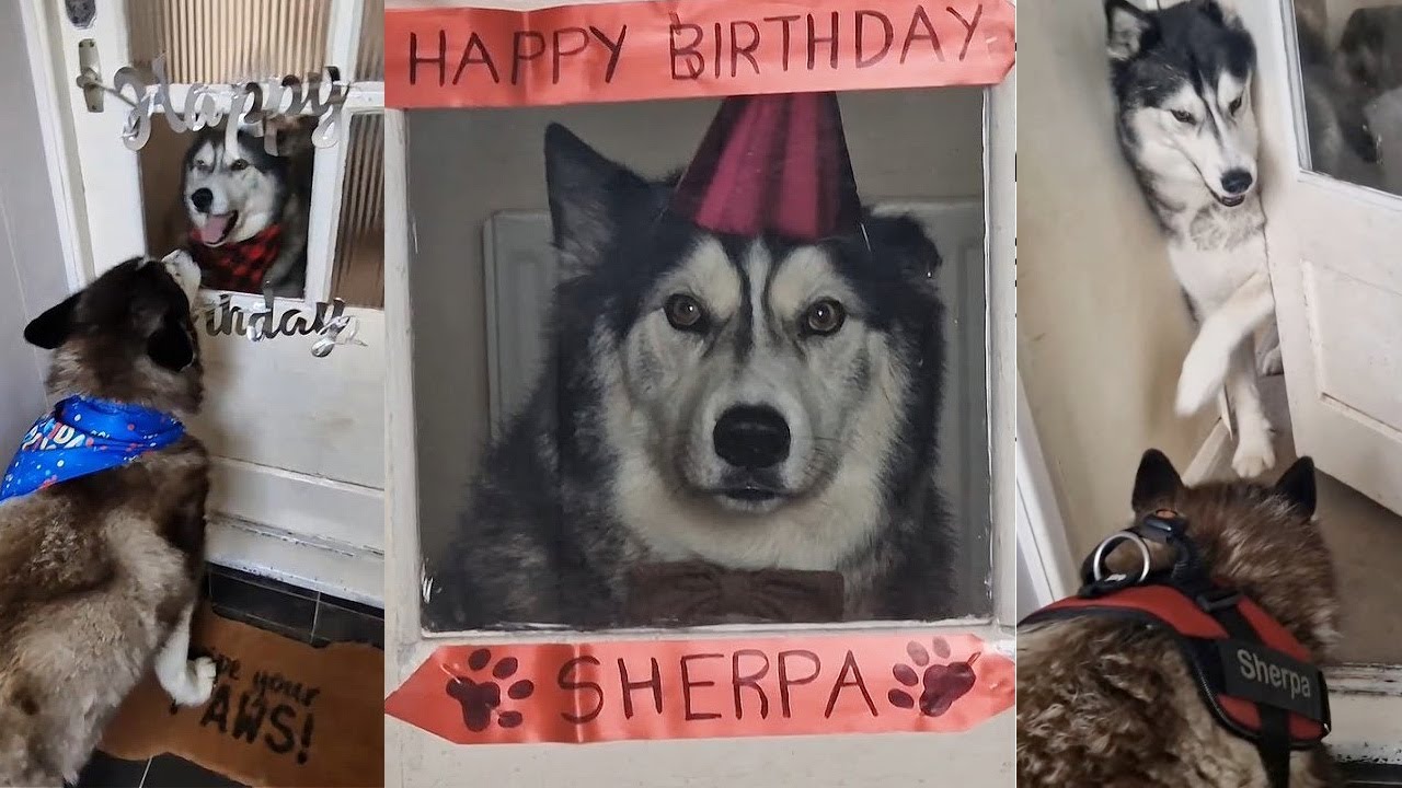 Husky Greets His Best Friend Day After Day