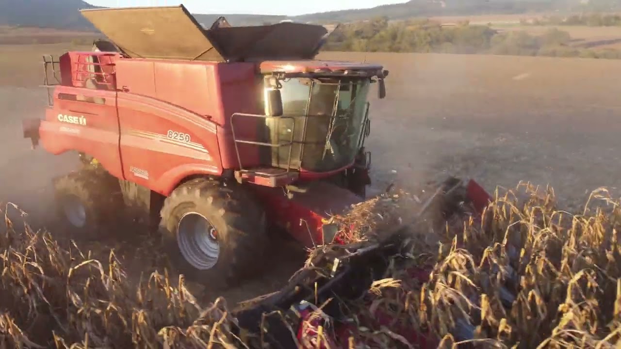 Kukorica betakarítás!❤️🥵😈 Case ih axial-flow 8250 + 2 Case ih puma!💪🌽