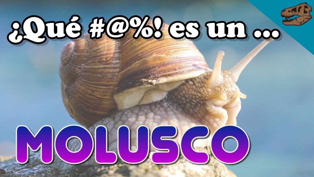 ¿Qué #@%! es un MOLUSCO + El origen de los hipopótamos