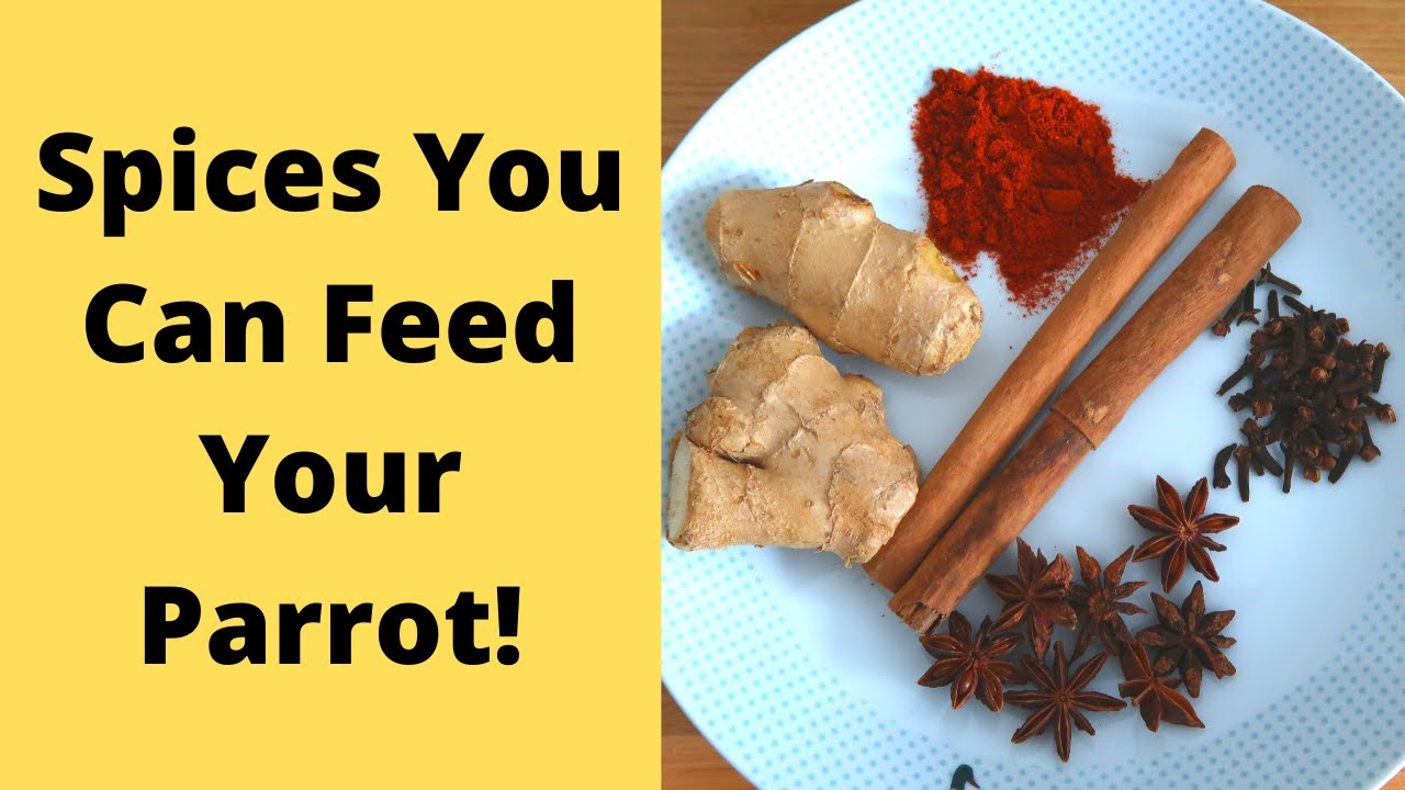 Spices You Can Feed Your Parrot | Parrot Diet Ideas | TheParrotTeacher