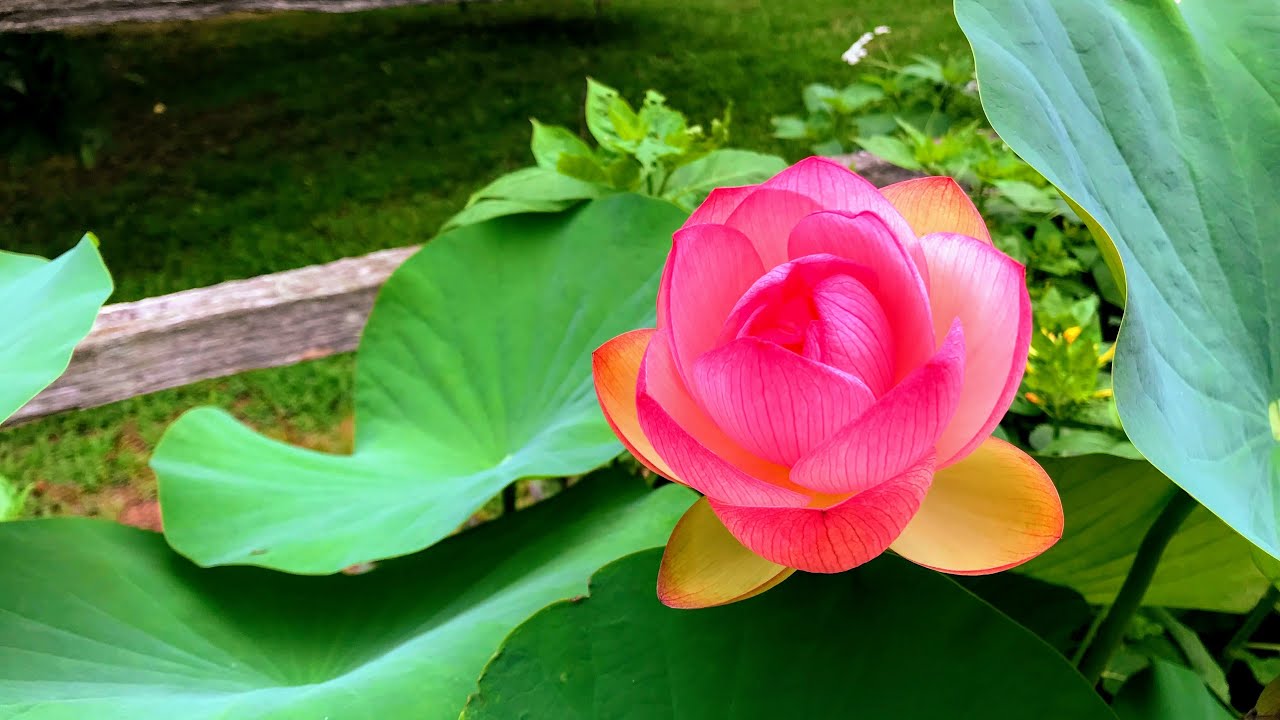 Cleaning Out the Lotus Pond (AKA, bathtub)