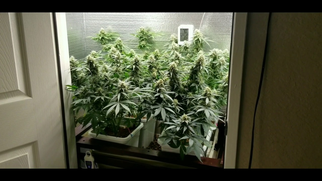 The closet grow: Autoflower update - 05-28-2019