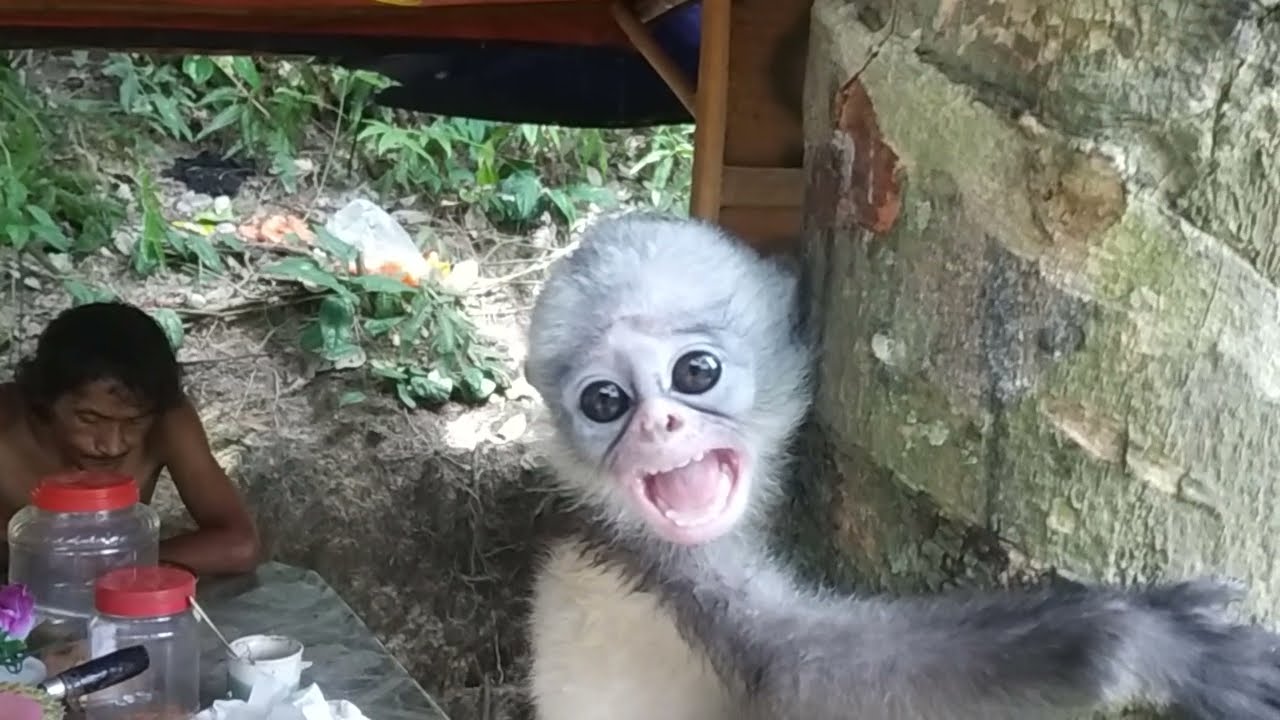 Kelakuan molin saat belajar manjat pohon