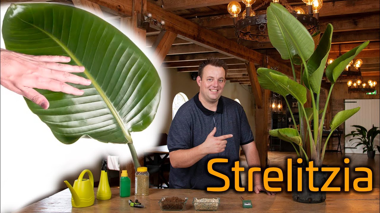 Tips voor de verzorging van je Strelitzia (Bird of Paradise)