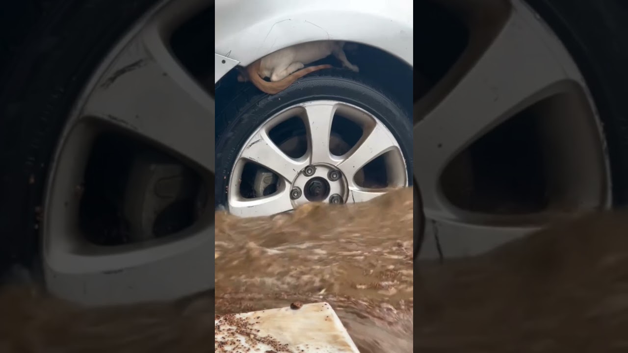 Terrifying floods caught on camera #viral #trending #floods #flood #Disaster #ytshorts #heavyrain