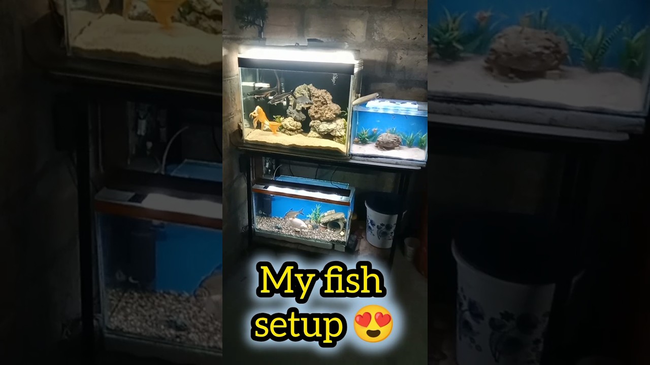 my fish setup.... 