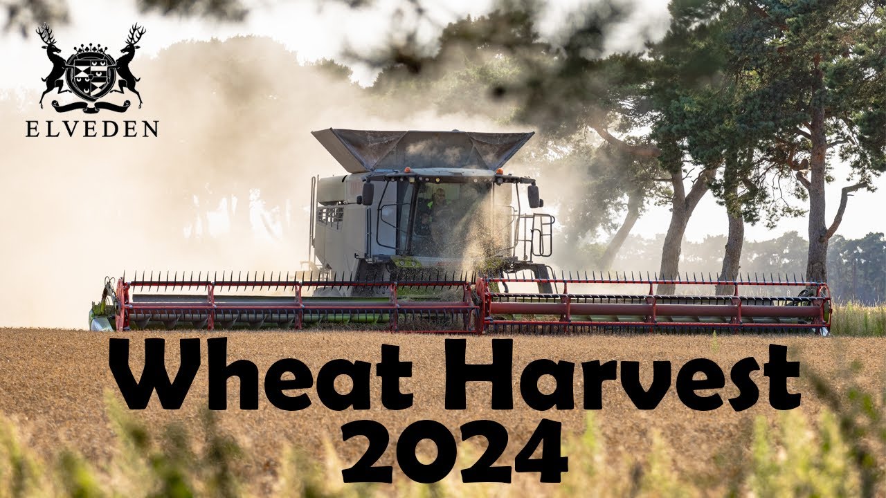 Claas Lexion 8900 | Wheat Harvest 2024 - Elveden Estates