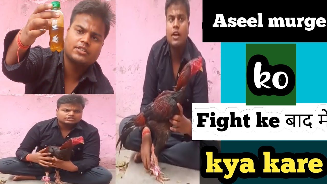 #Aseel murge ko ladai (fight) ke baad kaya khilya pilya jata hai #aseelmurga #pasupalan #farming