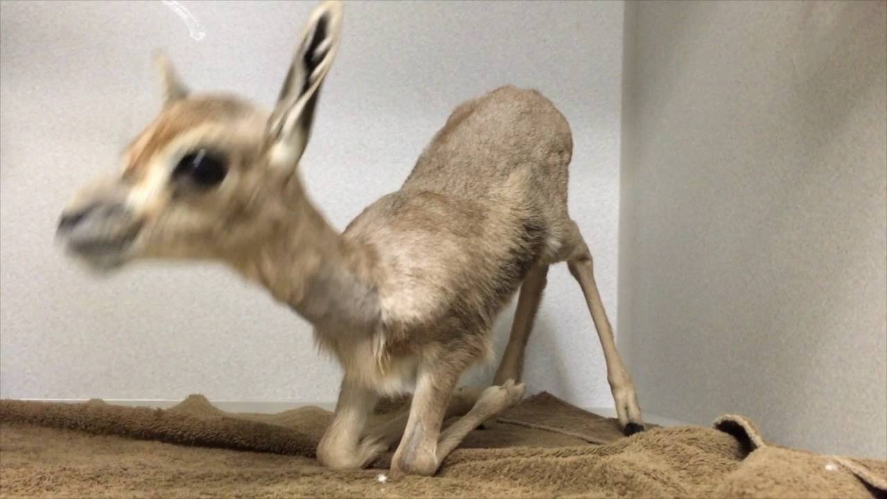 Speke's gazelle calf