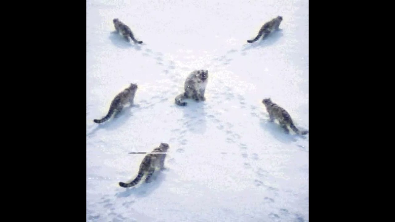 Lived to Please - Snopard