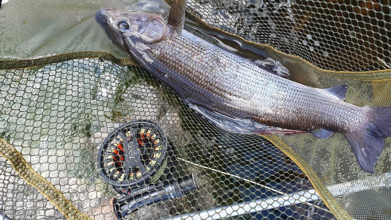 River Tees Fly fishing .trout and grayling.