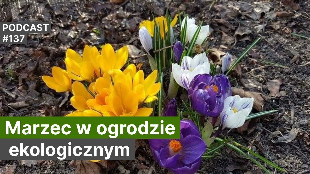 NoO 137. Marzec w ogrodzie ekologicznym