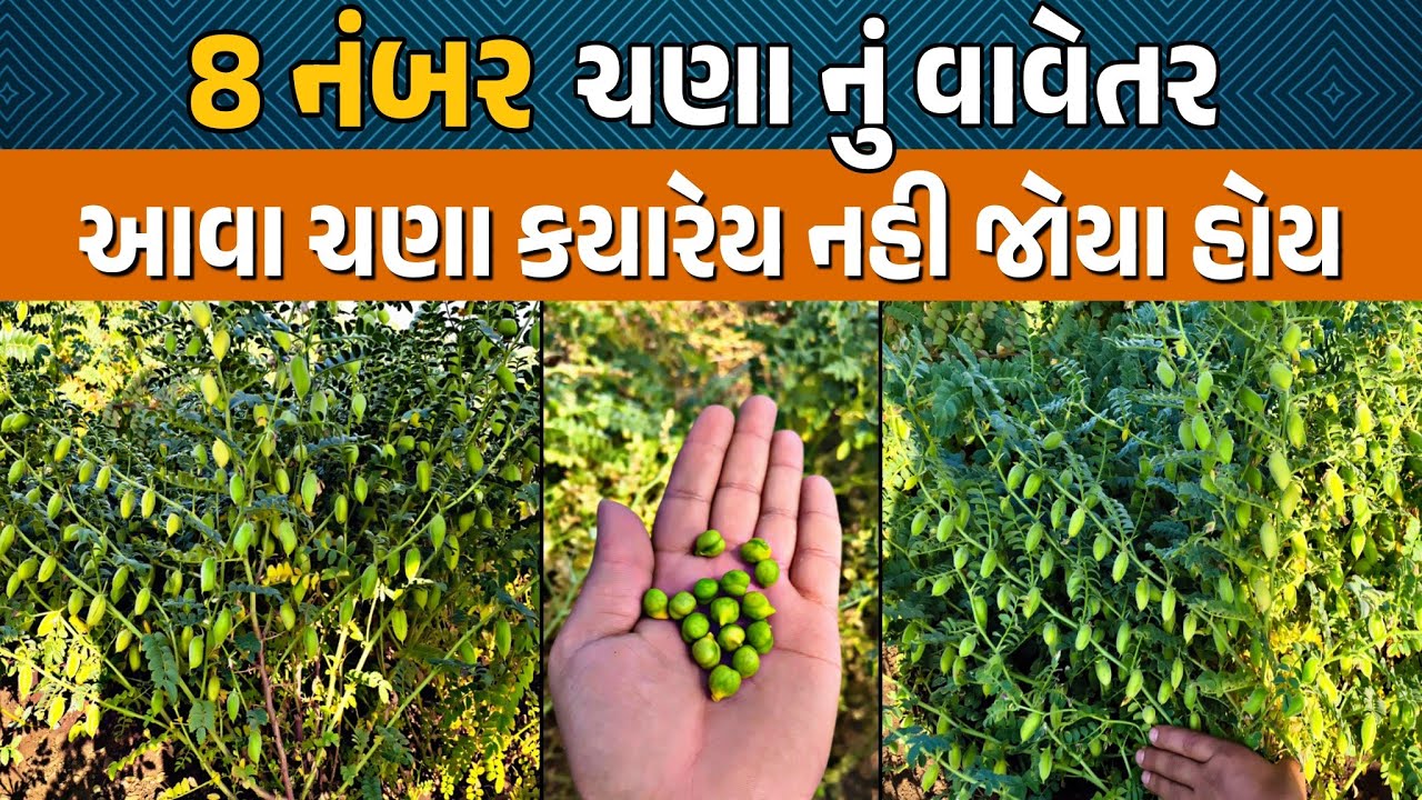 8 નંબર ચણા|નવી વેરાયટી|કમર સુધી ઉંચાઈ|આવા ચણા ક્યારે નહી જોયા હોય#Chana8Number#8NumberChana#8નંબરચણા