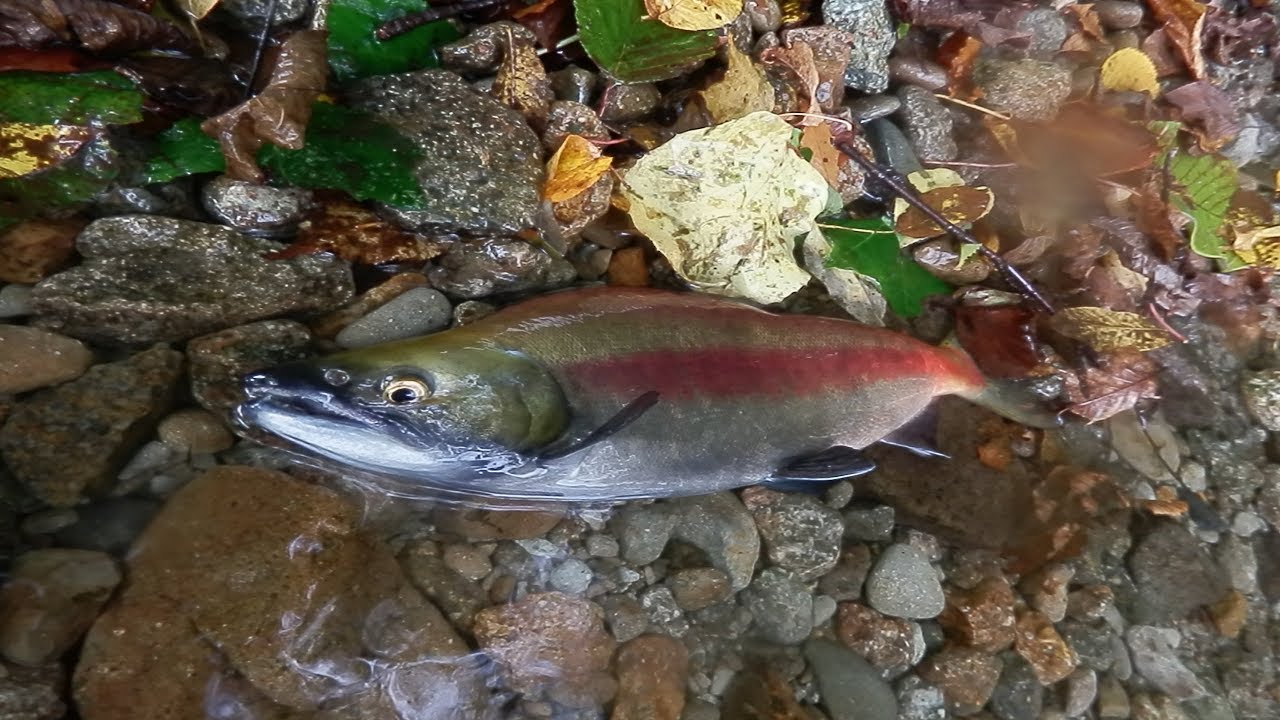【青森遠征後編】十和田湖にヒメマス釣りに行ってきた！ Kokanee fishing in Lake Towada, Aomori & Akita, Japan