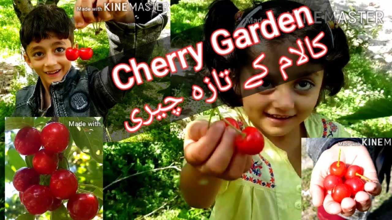 KALAM |Cherry Garden| Tour Jun 2020 Part-3