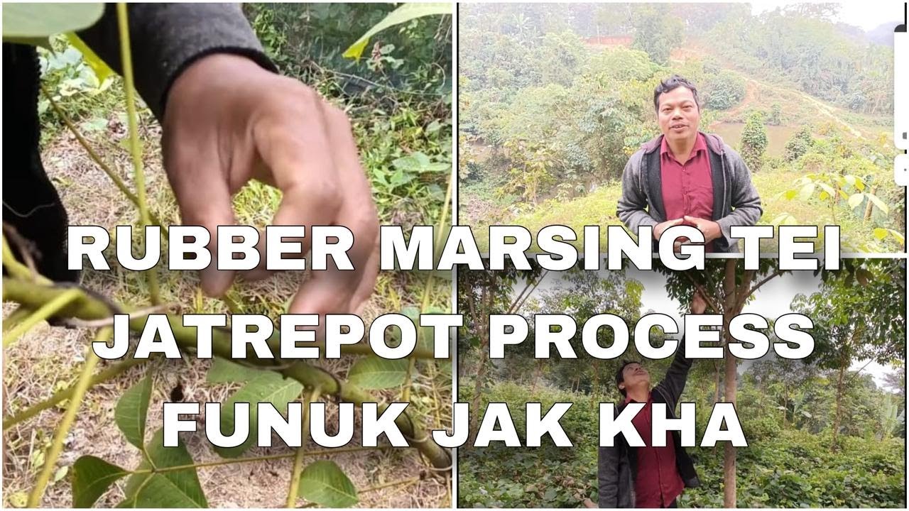 RUBBER MARSING TEI JATREPOT PROCESS ROK KHWLAIMANI FUNUK MANI.