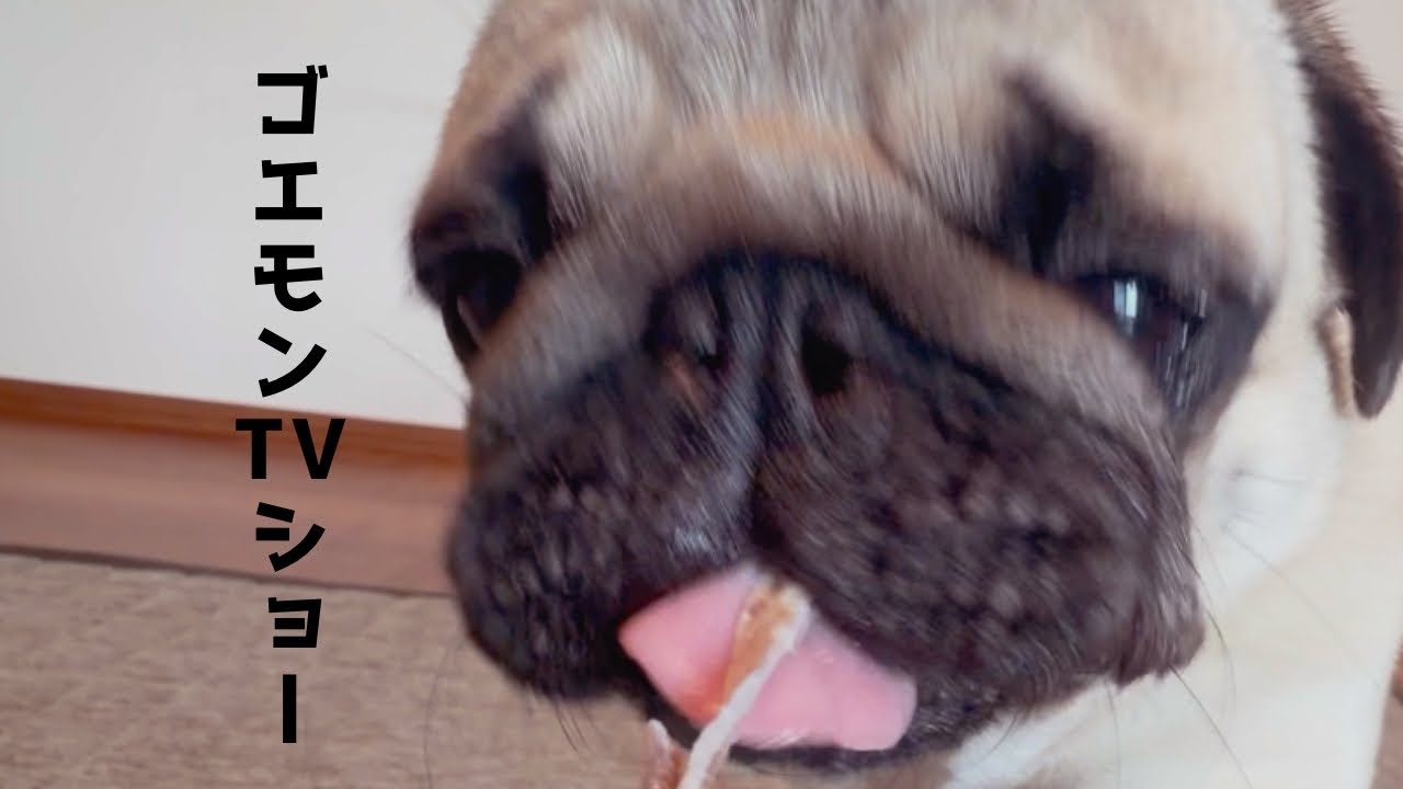 【パグ】静かに食べられないASMR😂 ブヒブヒ音が止まらない　Pug ASMR… but he can’t stop snorting 😂