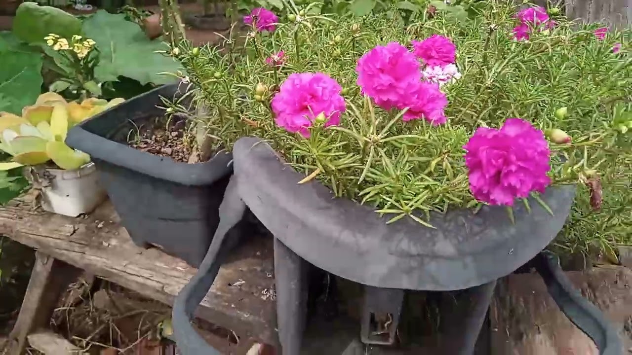 Jardim cheio de flores 😍🌹#plantas #creator #natureza 