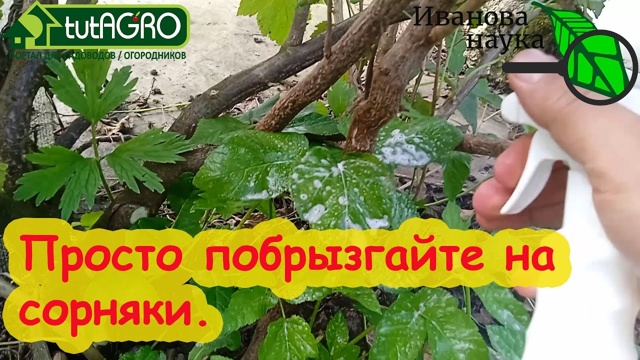 СОРНЯКИ СГОРЯТ ЗА ДЕНЬ! Вытравливаем сорняки прямо из кустов безопасным способом: и сныть, и вьюнок.