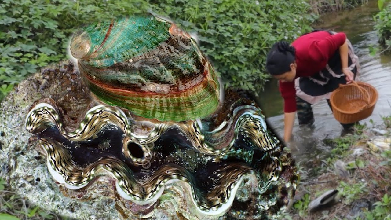 Giant Pearl King discovered, girl searching for rare pearls in freshwater