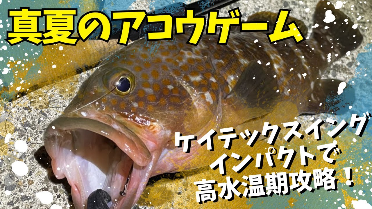 真夏のアコウ(ロックフィッシュ)完全攻略！高水温期もこれで乗り切れます！！