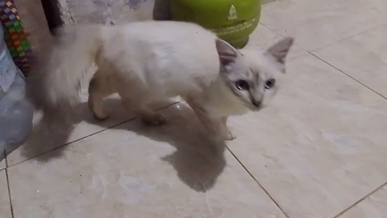 Kucing liar #cat #kucinganggoralucudanimut #kucing #kucinglucu #kucingliar