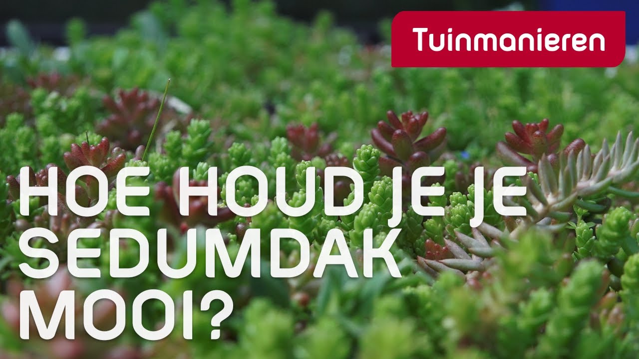 Hoe houd je je sedumdak mooi? | Voeden | Tuinmanieren