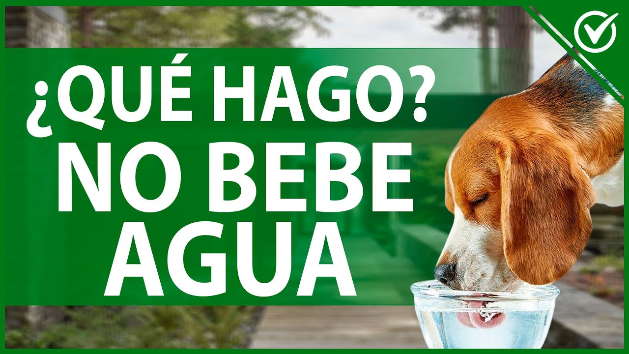 🐶 Mi perro no Bebe Agua | ¿Qué Puedo Hacer Para Hidratarlo Correctamente? 💦🐶