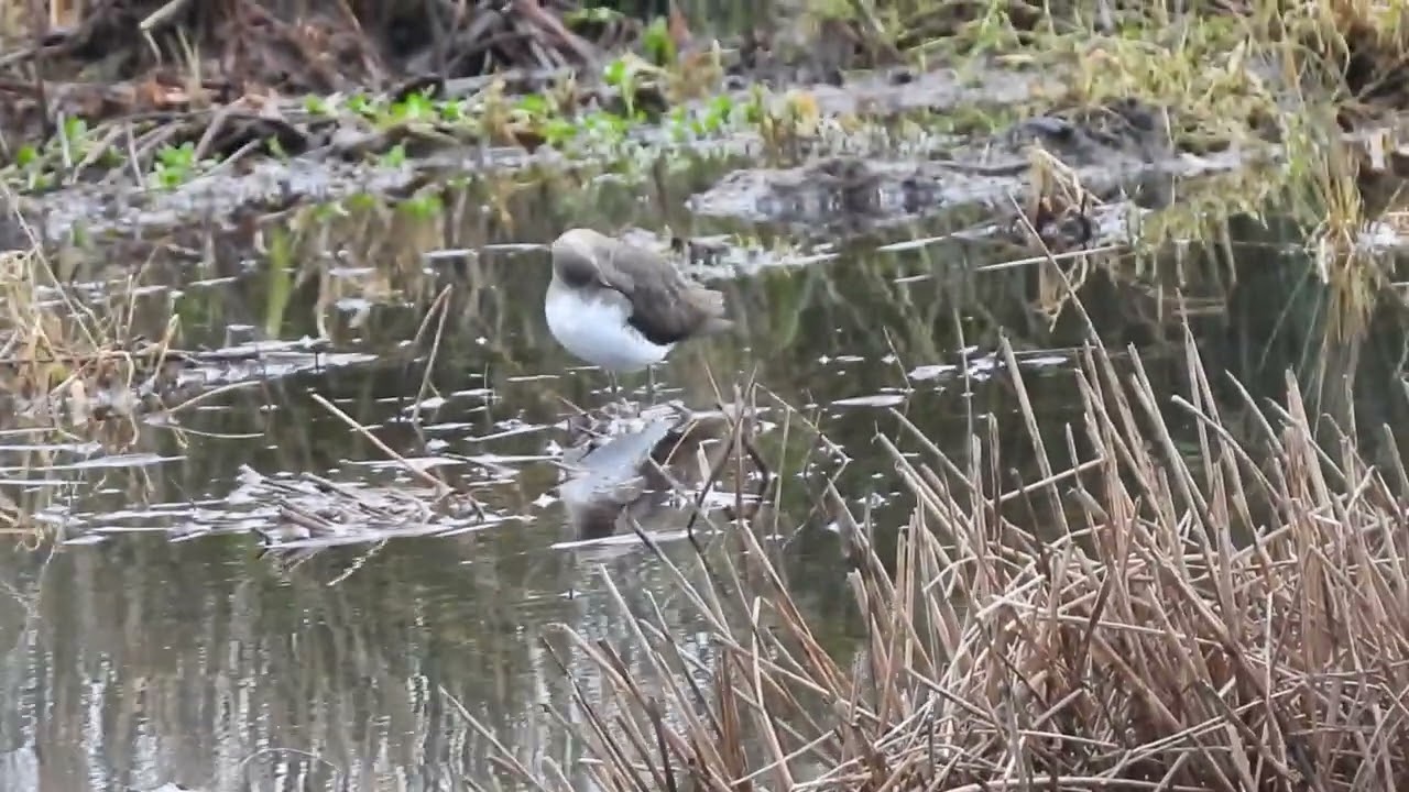 Green sandpiper - 12/1/26