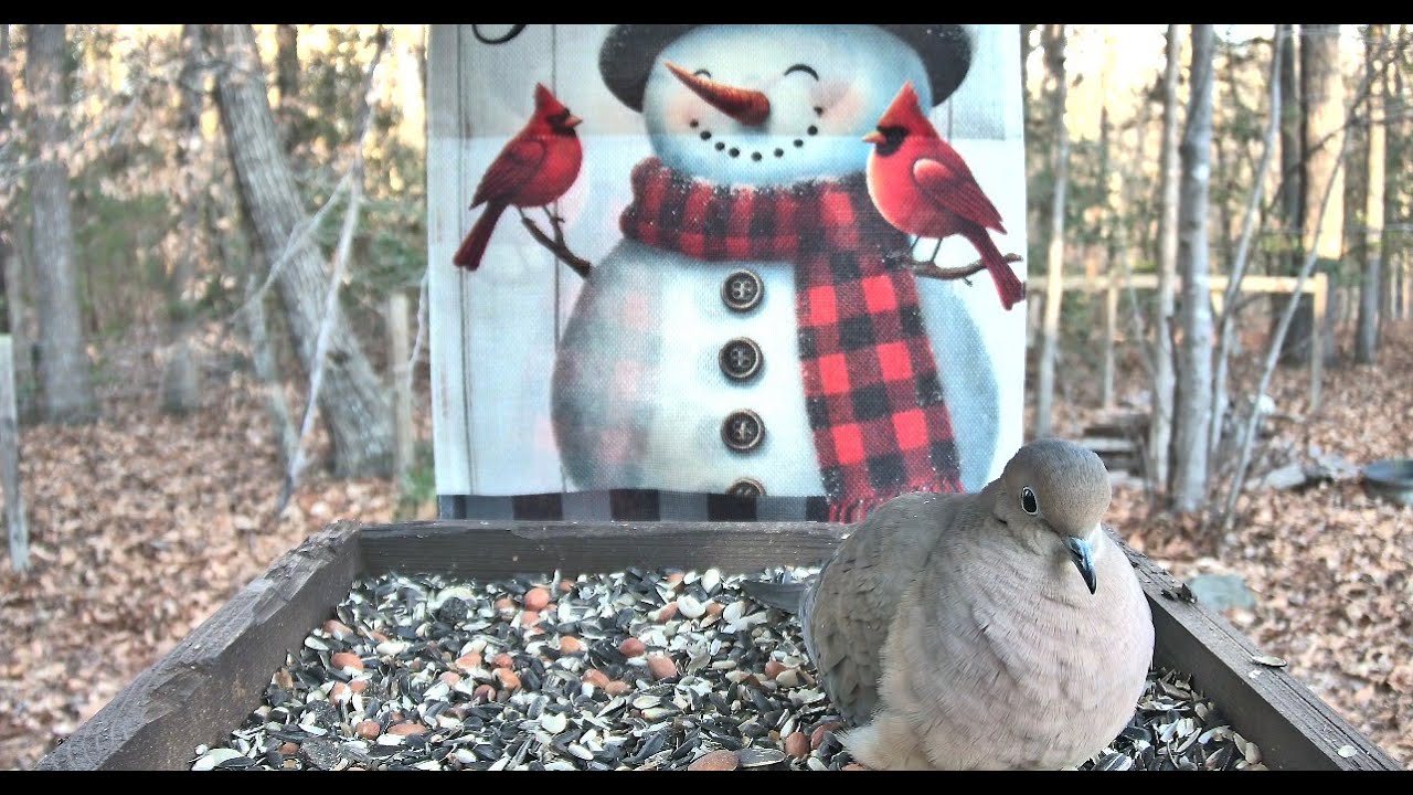 Streaming LIVE ** Birds on the Bluff Main Feeding Platform Camera ** 1/16/2026