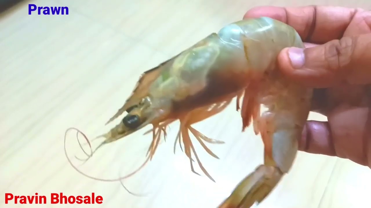 Prawn | Phylum Arthropoda | Class Crustacea