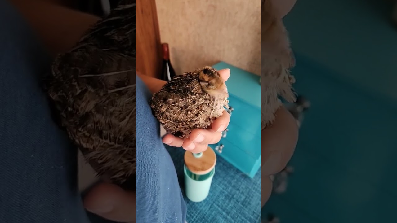 You can tame your quail!