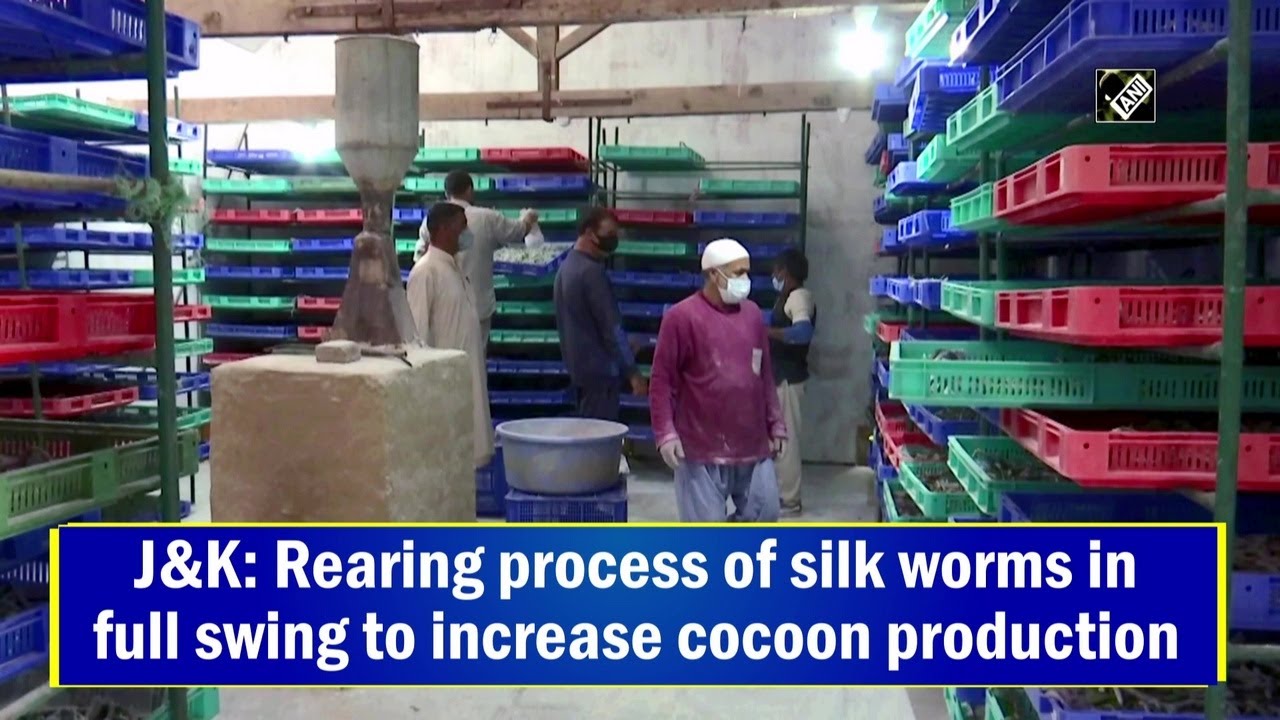 J&K: Rearing process of silk worms in full swing to increase cocoon production I #Kashmir Ki Vaadi