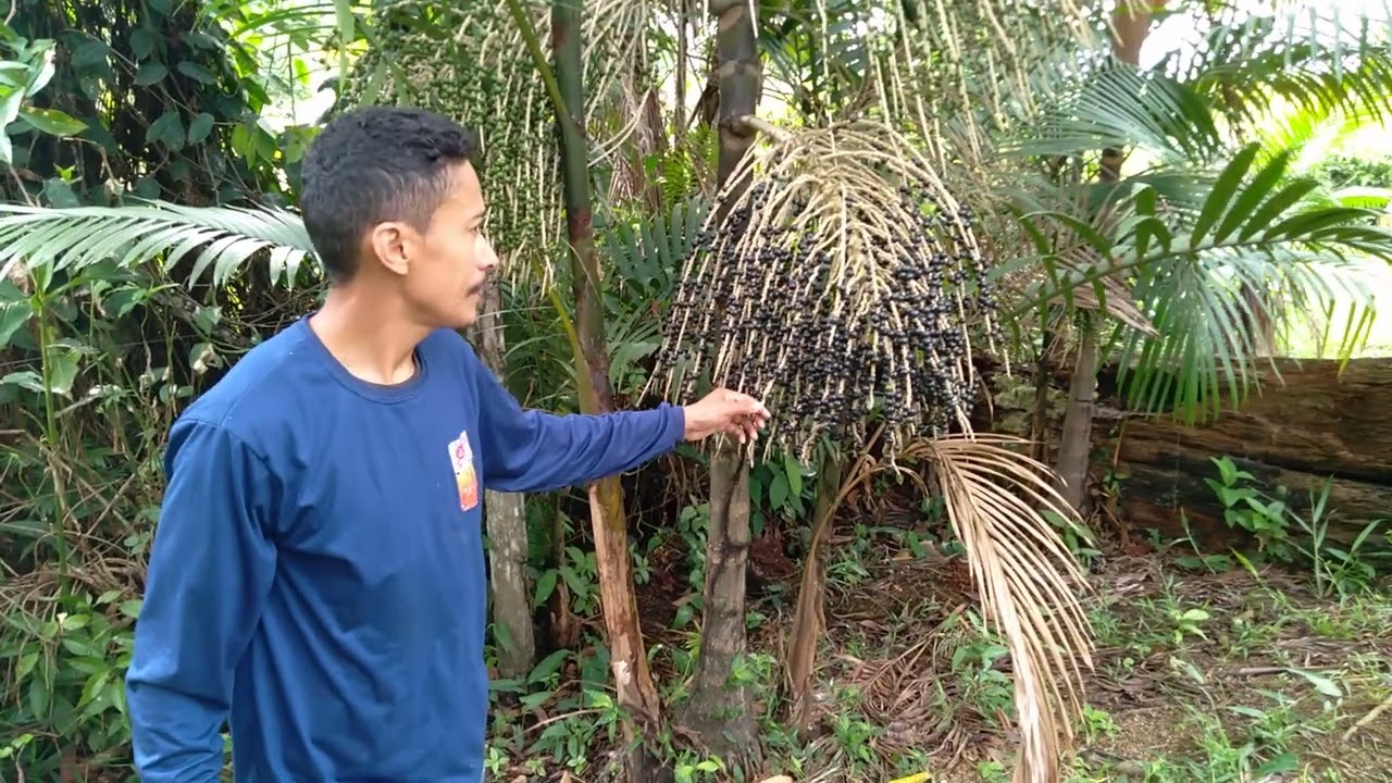 nunca aplicar veneno matar mato nas carreira do Açaí