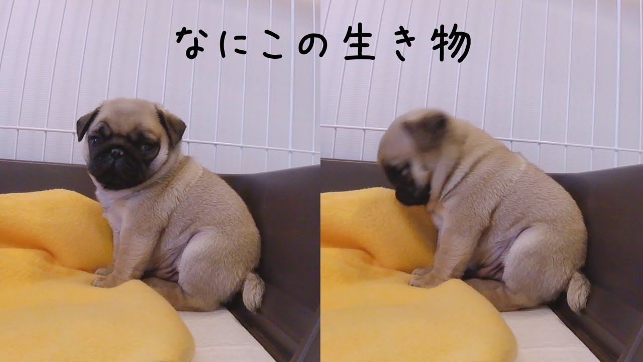 赤ちゃんパグが男一人暮らしの我が家にやってきた時の様子がこちらです