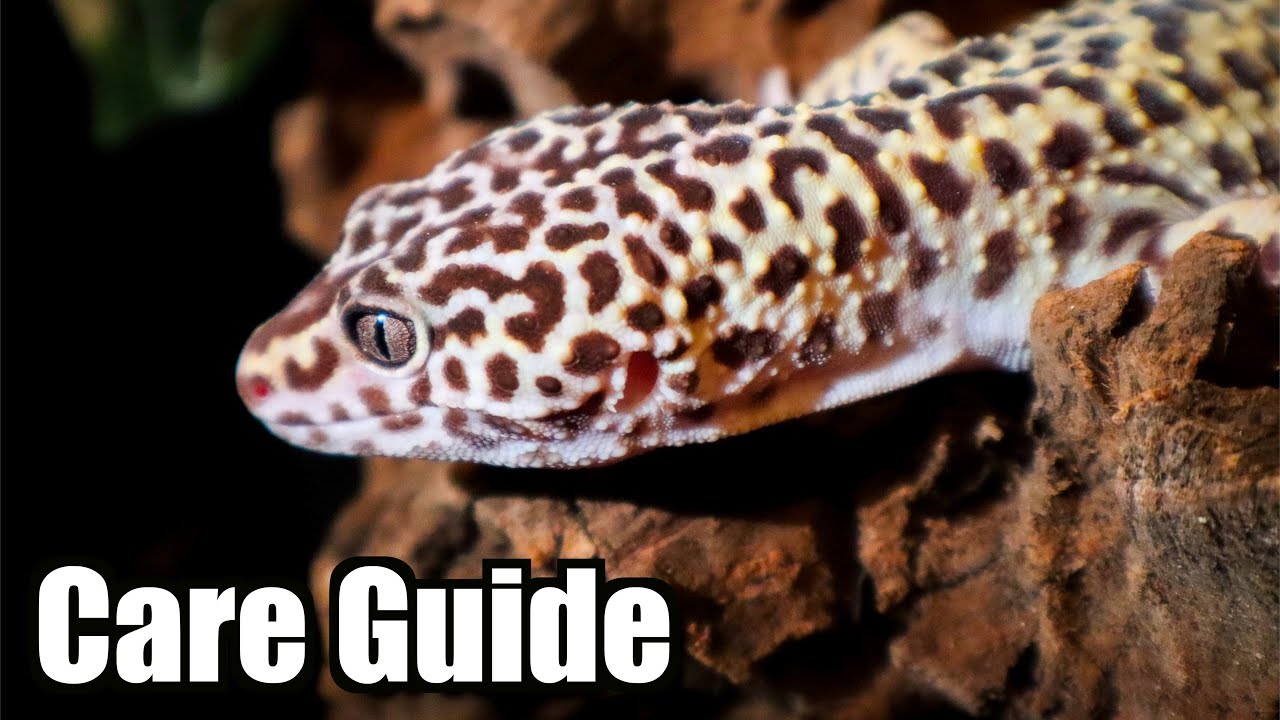 Complete Leopard Gecko Care Guide | 2020