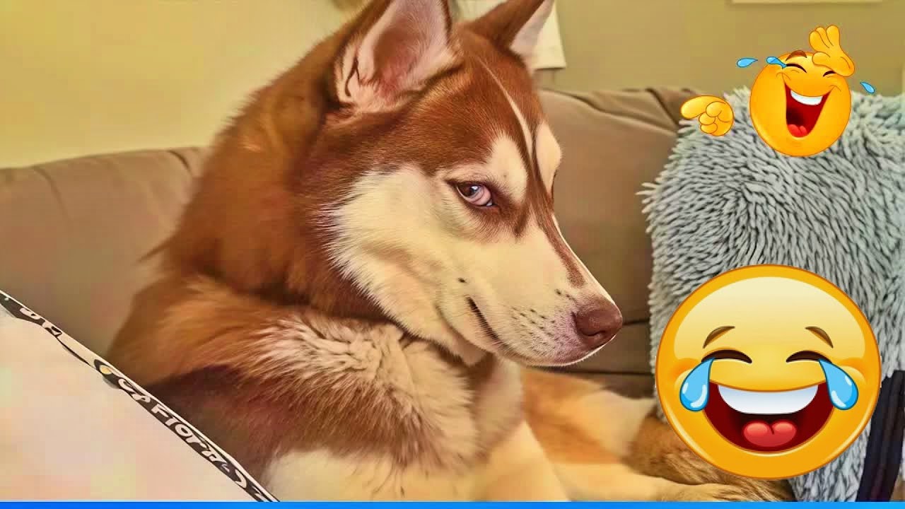 You’ll laugh till it hurts watching these dogs 🥰😹 | Best funny pet moments