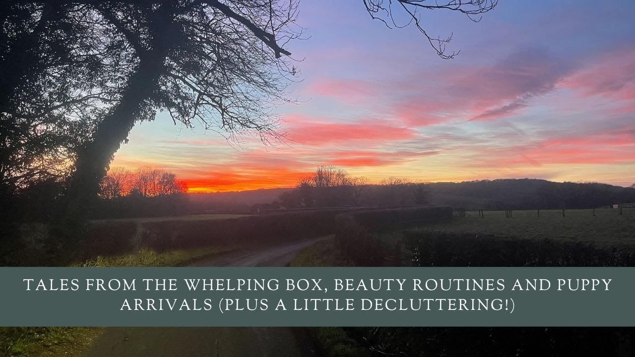 Tales From The Whelping Box, Beauty Routines And Puppy Arrivals (Plus A Little Decluttering!)