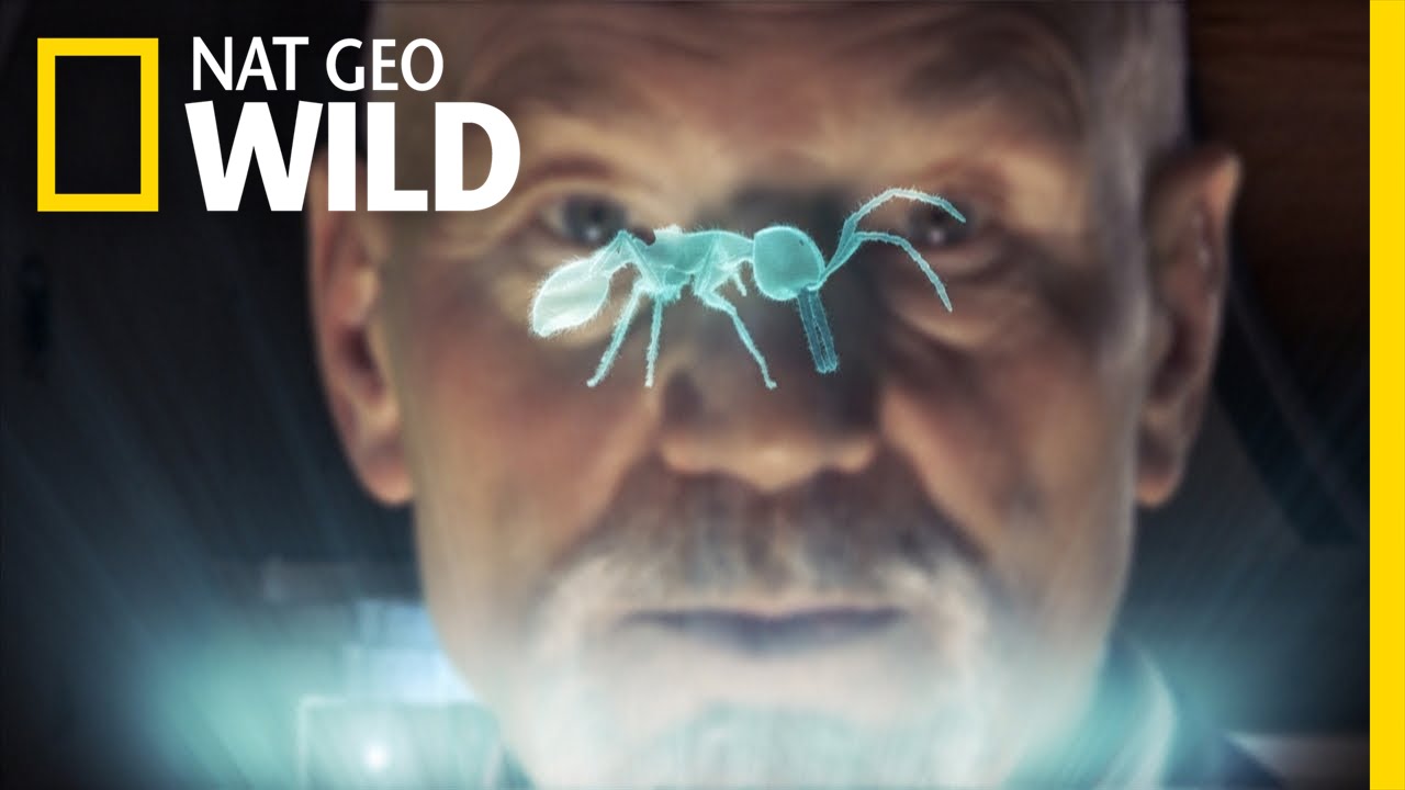 Army Ants | Animal Superpowers