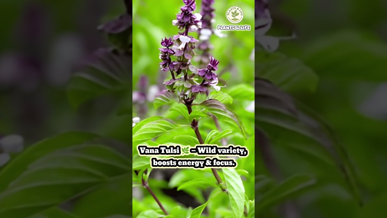 🌿 4 Types of Tulsi You Need to Know About NOW | Holy Basil Varieties Explained | Plants & Life