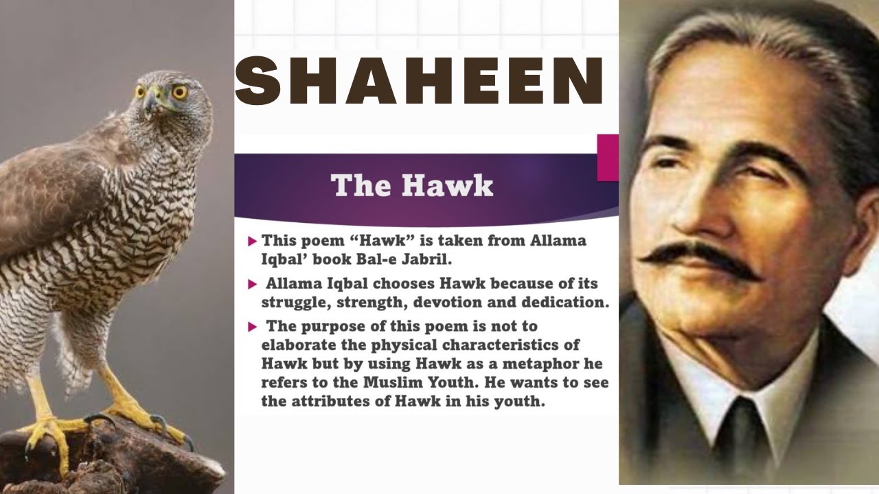 Hawk by Allama Iqbal in urdu and English Explanation of Hawk by Allama Iqbal.
