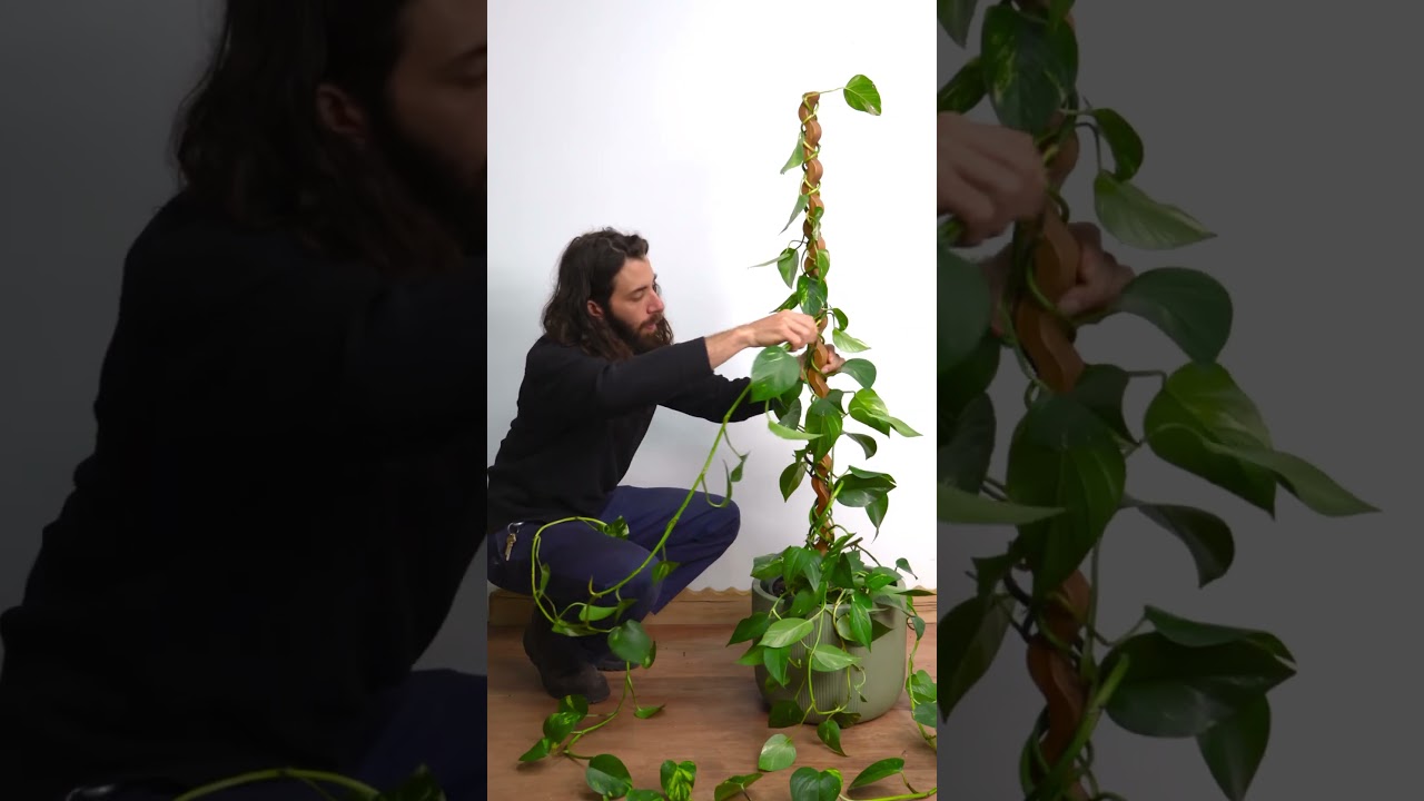 Styling a pothos plant #pothosplant  #pothos #houseplants #plants #plantstyling #plantcare